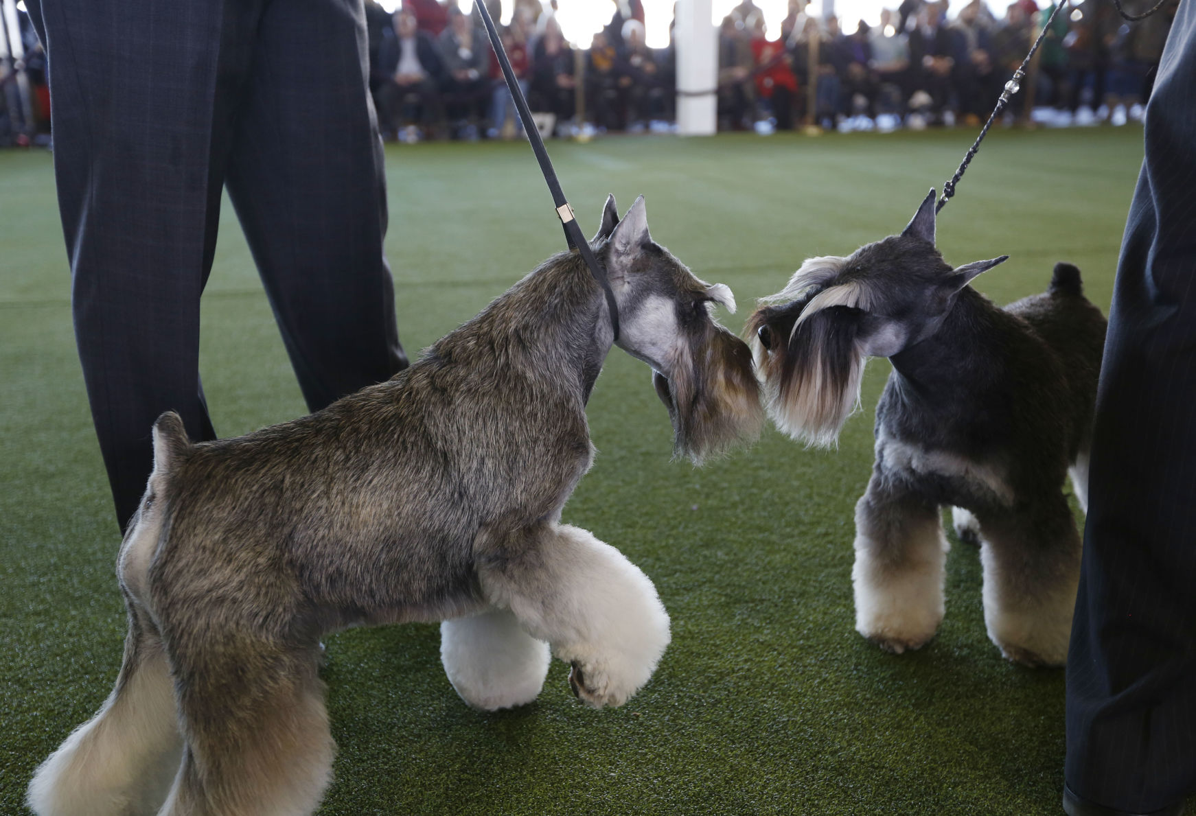 18. Miniature schnauzer